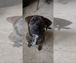 Small #2 Mutt