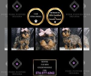 Goldendoodle (Miniature) Puppy for sale in WARSAW, IN, USA