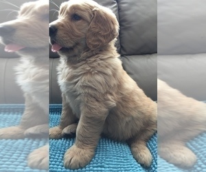 Medium Golden Retriever