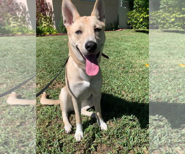 Medium Photo #3 American Pit Bull Terrier-Huskies  Mix Puppy For Sale in Miami, FL, USA