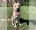 Small #2 American Pit Bull Terrier-Huskies  Mix