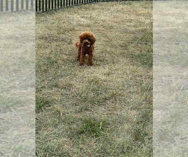 Medium Photo #10 Maltipoo Puppy For Sale in WARSAW, IN, USA