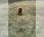 Small Photo #10 Maltipoo Puppy For Sale in WARSAW, IN, USA