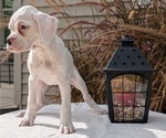 Small Photo #7 Boxer Puppy For Sale in GOSHEN, IN, USA