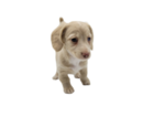 Small Photo #13 Dachshund Puppy For Sale in BALLWIN, MO, USA