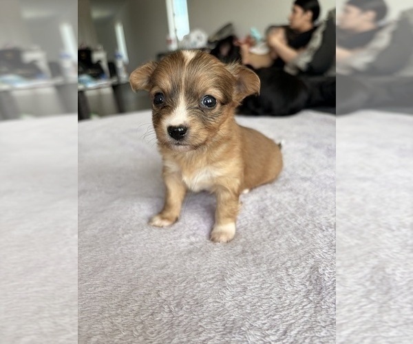 Medium Photo #38 Chihuahua Puppy For Sale in SAN ANTONIO, TX, USA