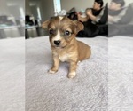 Small Photo #38 Chihuahua Puppy For Sale in SAN ANTONIO, TX, USA
