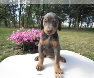 Doberman Pinscher Puppy for sale in SOUTH BEND, IN, USA