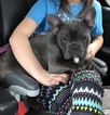 Small Photo #1 French Bulldog Puppy For Sale in ALMONT, MI, USA