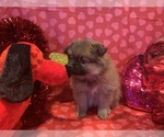 Small Photo #32 Pomeranian Puppy For Sale in GOSHEN, NY, USA