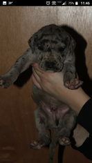 Great Dane Puppy for sale in BURCHARD, NE, USA