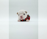 Small Photo #13 French Bulldog Puppy For Sale in PEARLAND, TX, USA