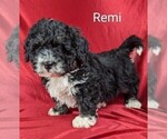 Puppy Remi Bernedoodle (Miniature)