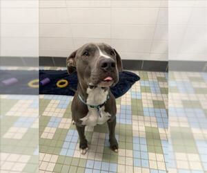Mutt Dogs for adoption in Fort Collins, CO, USA