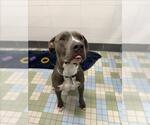 Small Mutt