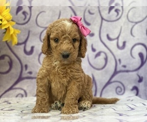 Goldendoodle Puppy for sale in LANCASTER, PA, USA