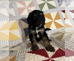 Small Photo #7 Bernedoodle Puppy For Sale in SUNNYVALE, CA, USA