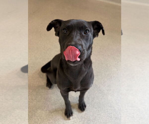 Medium Photo #2 Mutt Puppy For Sale in Jefferson, WI, USA