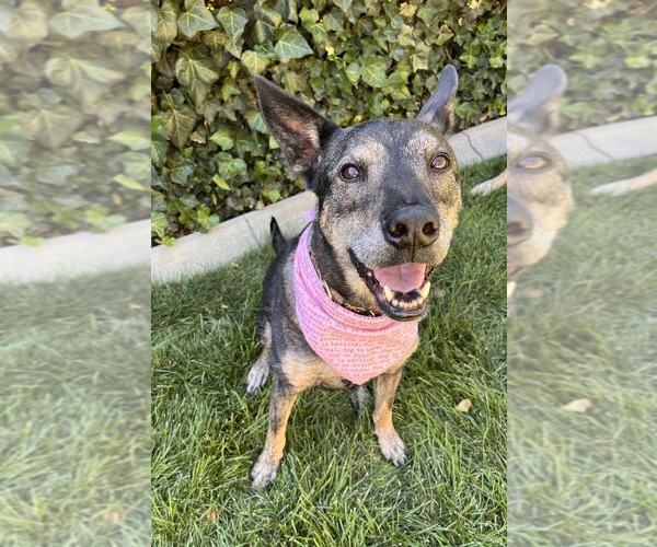 Medium Photo #8 German Shepherd Dog-Unknown Mix Puppy For Sale in Sandy, UT, USA