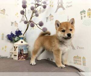 Shiba Inu Puppy for sale in CUPERTINO, CA, USA