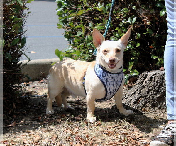 Medium Photo #1 Chiweenie Puppy For Sale in Yuba City, CA, USA