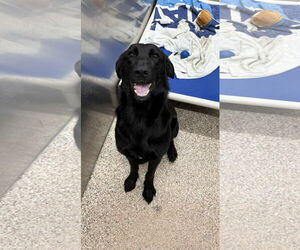 German Shepherd Dog-Unknown Mix Dogs for adoption in Martinsburg, WV, USA