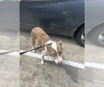 Small Mutt