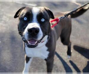 Siberian Husky-Unknown Mix Dogs for adoption in Martinez, CA, USA