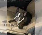 Small Photo #1 Boston Terrier Puppy For Sale in SARALAND, AL, USA