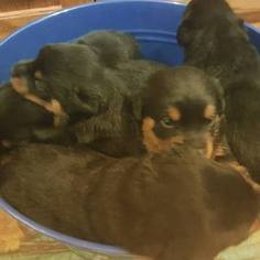 Rottweiler Puppy for sale in EUBANK, KY, USA