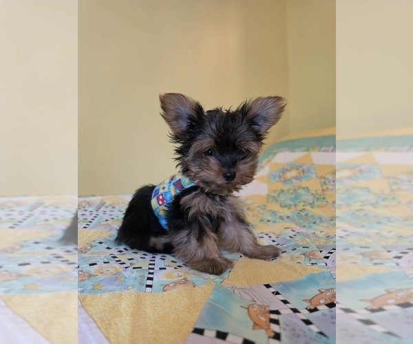 Medium Photo #2 Yorkshire Terrier Puppy For Sale in BONNERDALE, AR, USA