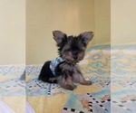 Small #1 Yorkshire Terrier