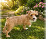 Image preview for Ad Listing. Nickname: Litter of 2