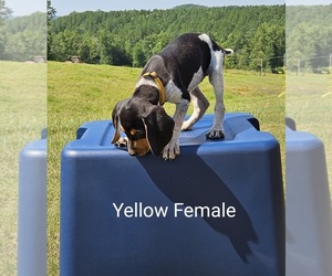 Medium Bluetick Coonhound-Treeing Walker Coonhound Mix