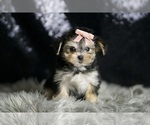Small Photo #94 Morkie Puppy For Sale in WARSAW, IN, USA