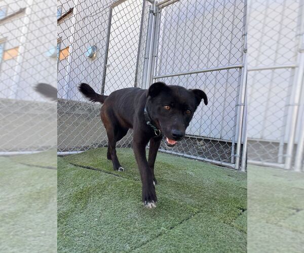 Medium Photo #2 Labrador Retriever-Unknown Mix Puppy For Sale in Calgary, Alberta, Canada