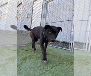Paloma - Female Labrador Retriever-Unknown Mix Dog for Adoption - Photo #2