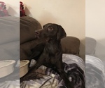 Small Photo #3 German Shorthaired Pointer Puppy For Sale in SUMMERSVILLE, WV, USA