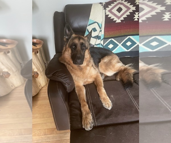 Medium Photo #18 German Shepherd Dog Puppy For Sale in LA FAYETTE, NY, USA