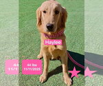 Small Photo #3 Golden Retriever Puppy For Sale in West Hollywood, CA, USA