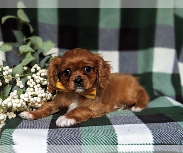 Medium Photo #9 Cavalier King Charles Spaniel Puppy For Sale in QUARRYVILLE, PA, USA