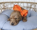 Small Photo #4 Goldendoodle (Miniature) Puppy For Sale in LAS VEGAS, NV, USA