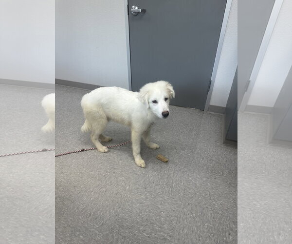 Medium Photo #12 Great Pyrenees Puppy For Sale in Houston, TX, USA