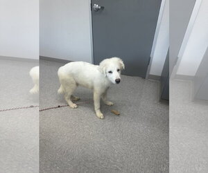 Fletcher - Male Great Pyrenees Dog for Adoption - Photo #12