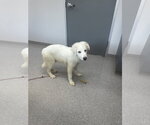 Small #11 Great Pyrenees