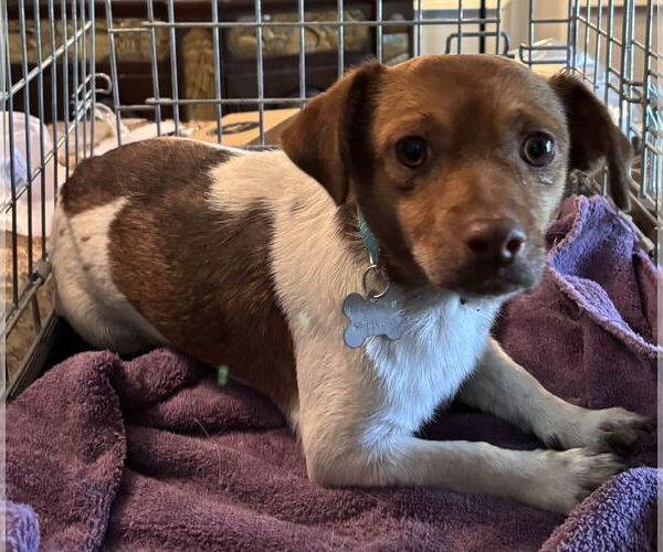 Medium Photo #6 Jack Chi Puppy For Sale in Holly Springs, NC, USA