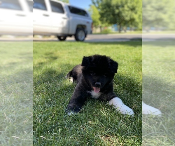 Medium Photo #4 Akita Puppy For Sale in GREELEY, CO, USA