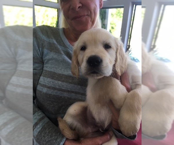 Medium Photo #1 Golden Retriever Puppy For Sale in WAXAHACHIE, TX, USA