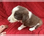 Small #9 Borador