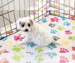 Small #1 Cavapoo (Miniature)-Poodle (Toy) Mix